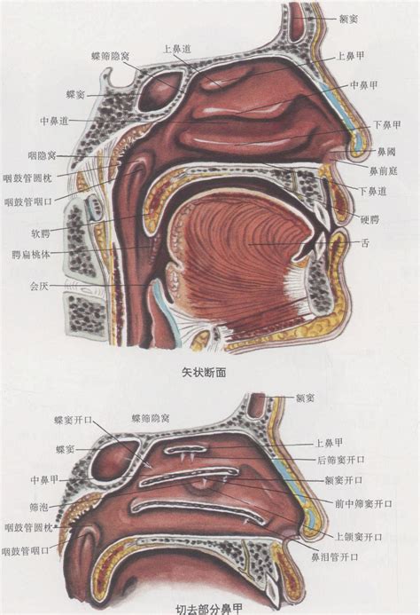 咽門|咽门